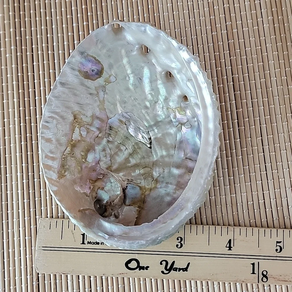 Abalone Shell - Picture 4 of 5